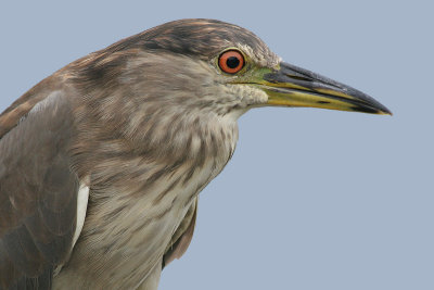 immature black-crowned night heron 65