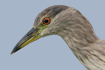 immature black-crowned night heron 66