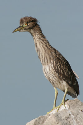 juvenile black-crowned night heron 72