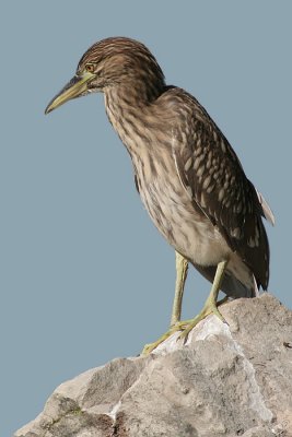 juvenile black-crowned night heron 73