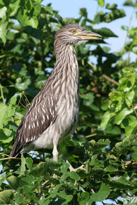 juvenile black-crowned night heron 76