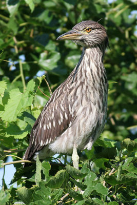 juvenile black-crowned night heron 77