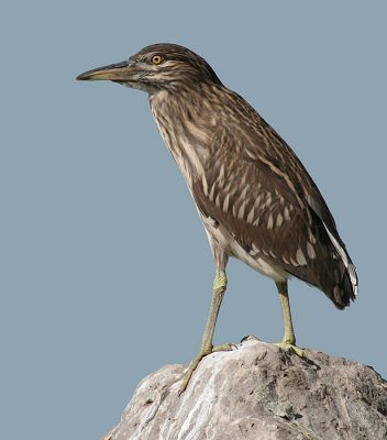 juvenile black-crowned night heron 79