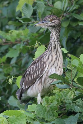 juvenile black-crowned night heron 88