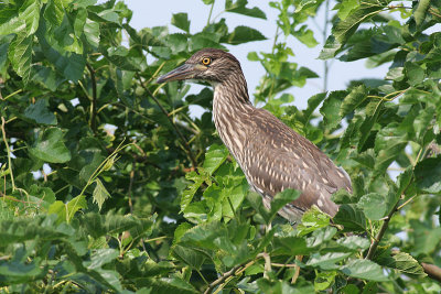 juvenile black-crowned night heron 92