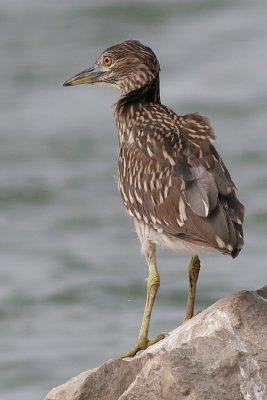 juvenile black-crowned night heron 94