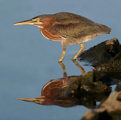 green heron 1