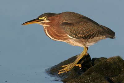 green heron 2