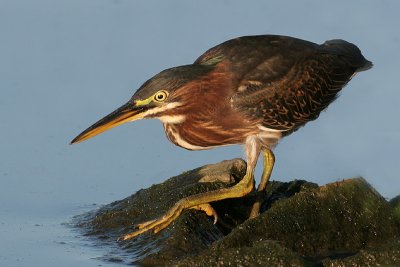 green heron 3