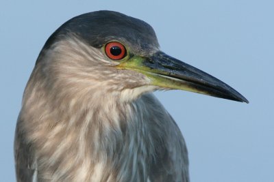 immature black-crowned night heron 97