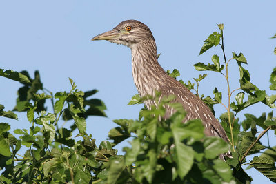 juvenile black-crowned night heron 103