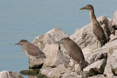 juvenile black-crowned night heron 104