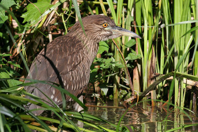 juvenile black-crowned night heron 108