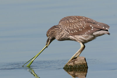 juvenile black-crowned night heron 112