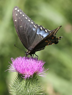 blackswallowtail5.JPG