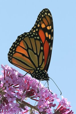 monarch34.JPG