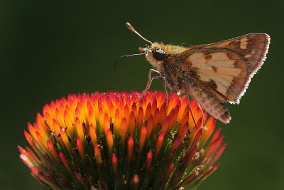 skipper.JPG