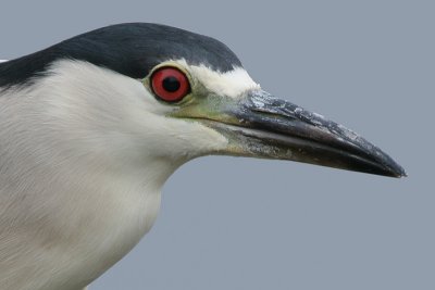black-crowned night heron 41