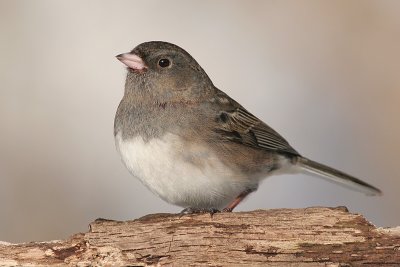 junco 77