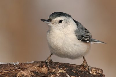 white-breasted nuthatch 148