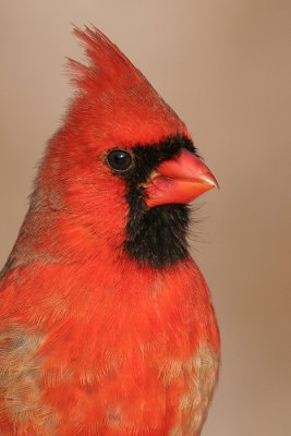 cardinal 235