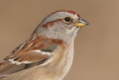 american tree sparrow 35