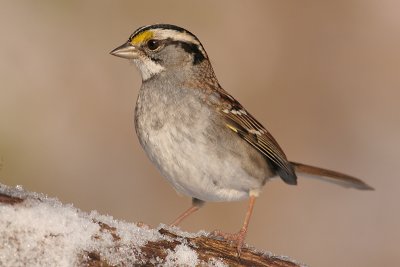 white-throated sparrow 30