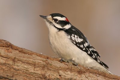 downy woodpecker 190
