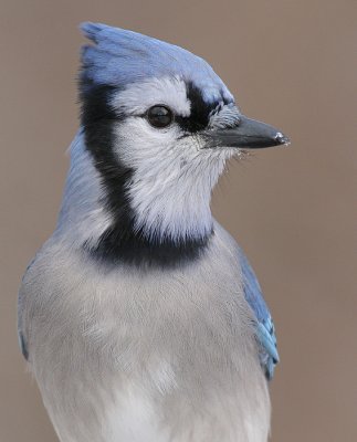 bluejay 146