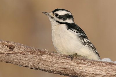 downy woodpecker 193