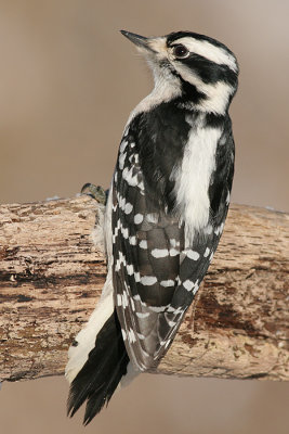downy woodpecker  195