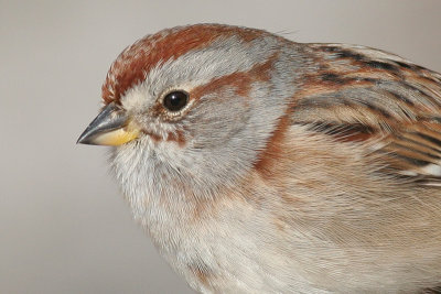 american tree sparrow 36