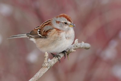 american tree sparrow 40
