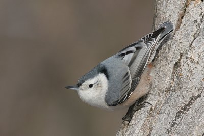 white-breasted nuthatch 154