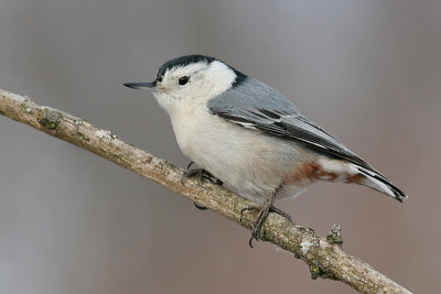 white-breasted nuthatch 155