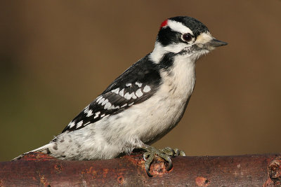 downy woodpecker 197