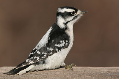 downy woodpecker 203