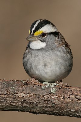 white-throated sparrow 39