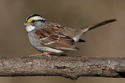 white-throated sparrow 40