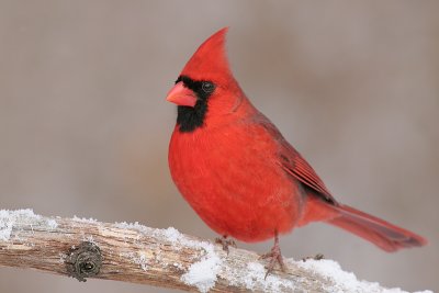 cardinal 248