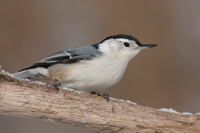 white-breasted nuthatch 164