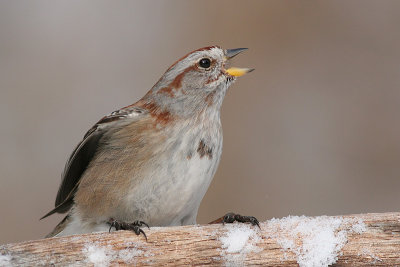 american tree sparrow 42