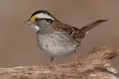 white-throated sparrow 42