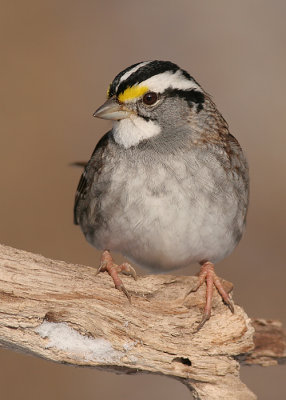 white-throated sparrow 43