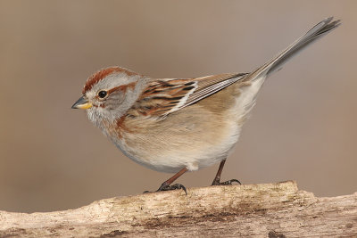 american tree sparrow 47