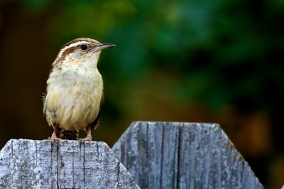 Bird on fence 2