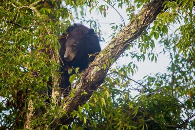 bearinatree