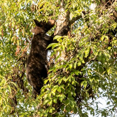 Cub up a tree