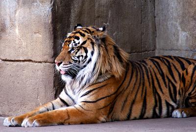 Memphis Zoo Tiger 1