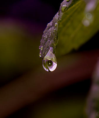 Good 'til the last drop